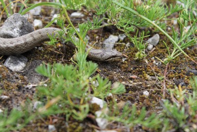 Coronella austriaca